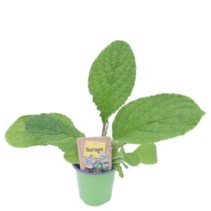 90mm Nudo Herbs Borage - Borago officinalis