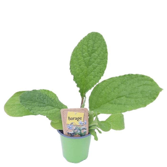 90mm Nudo Herbs Borage - Borago officinalis