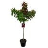 8.5L Sweet Gum Worplesdon - Liquidambar gumball