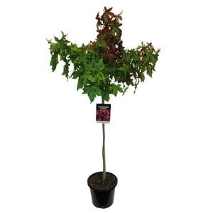 8.5L Sweet Gum Worplesdon - Liquidambar gumball