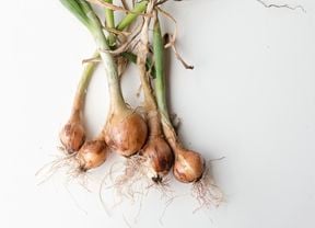 Pile of onions