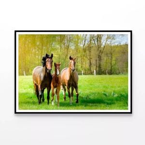 Horses Frolic In Paddock  Print 100% Australian Made 90x60cm  (Poster)
