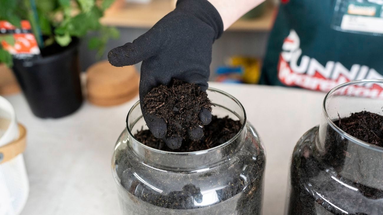 A gloved hand is holding soil above a glass jar.