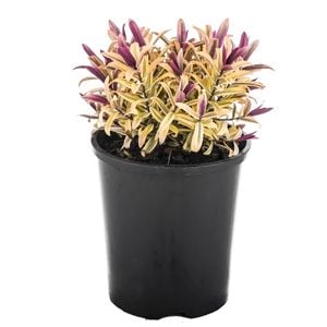 1.9L Hebe Orphan Annie - Hebe cultivar
