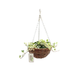 Urban Wild 230mm Brown Cane Hanging Basket With Indoor Plant