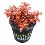 170mm Paradise Punch - Coprosma repens