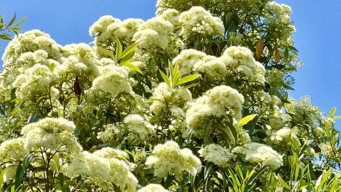 Australia’s native bush food plants, lemon myrtle tree, with creamy white blossoms against a blue sky.