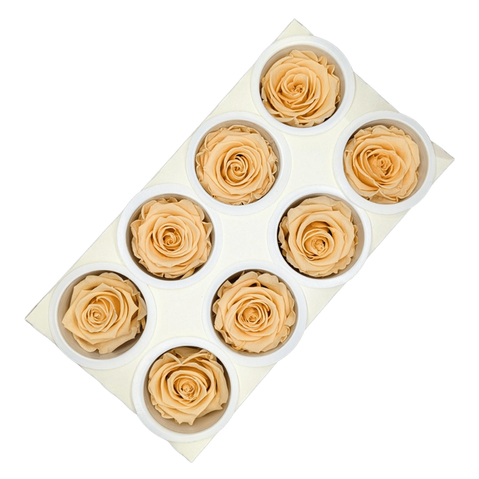 Blooms Of Joy 5cm Cantaloupe Rose 8 pack