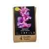 Yarra Valley Bulbs Gladiolia Zamora 4 Pack