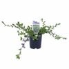140mm Purple Fusion - Scaevola humilis