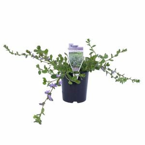 140mm Purple Fusion - Scaevola humilis