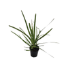140mm Lomandra Longifolia - Lomandra longifolia