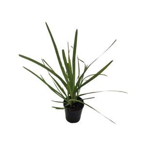 140mm Lomandra Longifolia - Lomandra longifolia