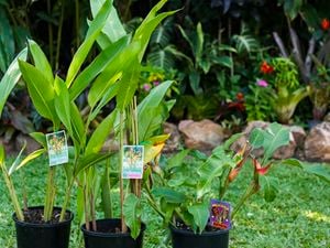 Three healthy looking lush green plants in pots.