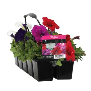 10 Cell Petunia Mix - Petunia x hybrida