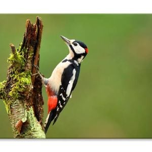 Great Spotted Woodpecker  Print 100% Australian Made 90 x 60cm  (Stretched)