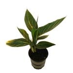 2.5L Canna Tropicanna Gold