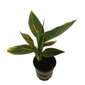 2.5L Canna Tropicanna Gold