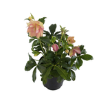 2.4L Helleborus Lily - Helleborus hybridus