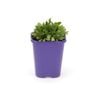 85mm Step-ables - Mazus Blue