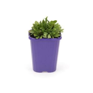 85mm Step-ables - Mazus Blue