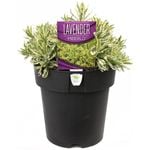 200mm Lavender Meerlo - Lavandula allardii