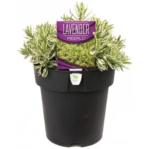 200mm Lavender Meerlo - Lavandula allardii