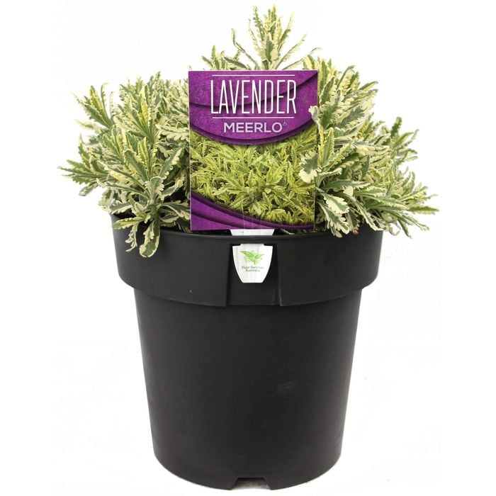 200mm Lavender Meerlo - Lavandula allardii