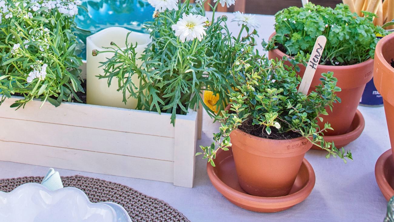 Two terracotta pots, one with the name Henry, filled with herbs.