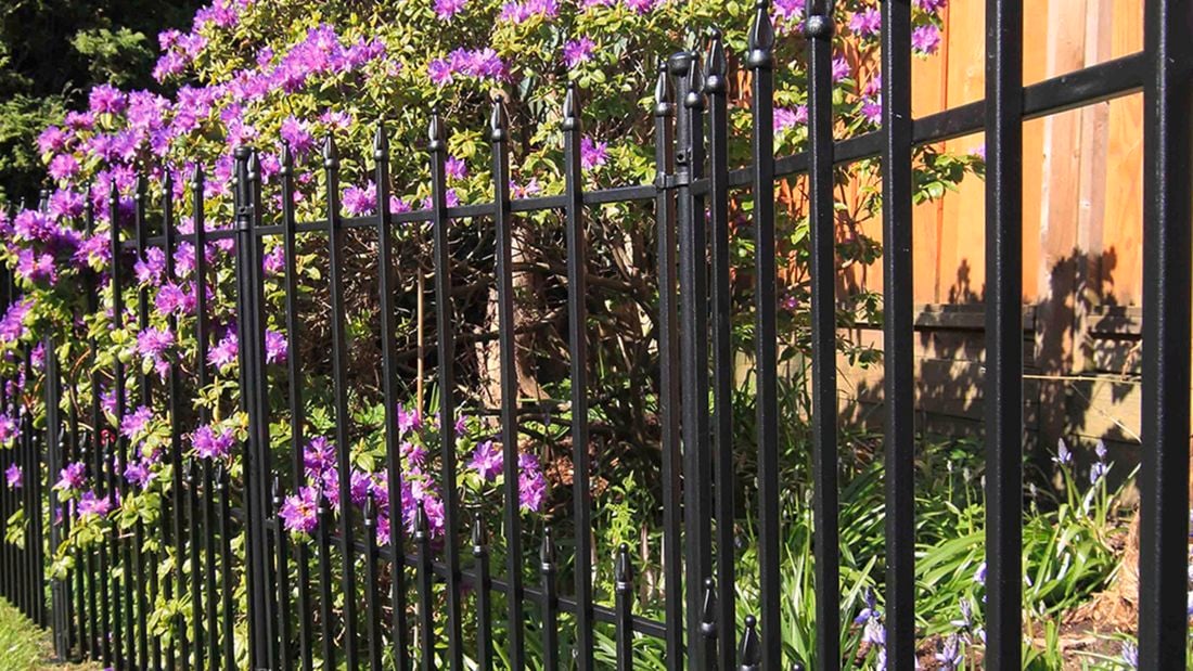 A black powder coated wrought iron fence in a backyard, with purple flowers growing through it