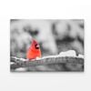 B&W Red Bird Winter View  Print 100% Australian Made 150 x 100cm  (Acrylic)