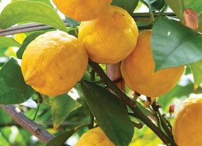 Close up of a lemon tree.