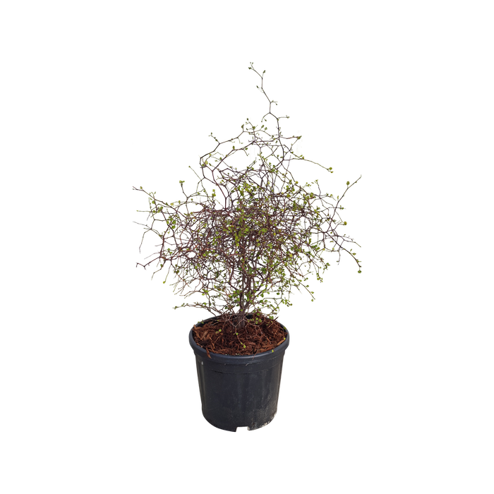 10L Shrubby Tororaro - Muehlenbeckia astonii 