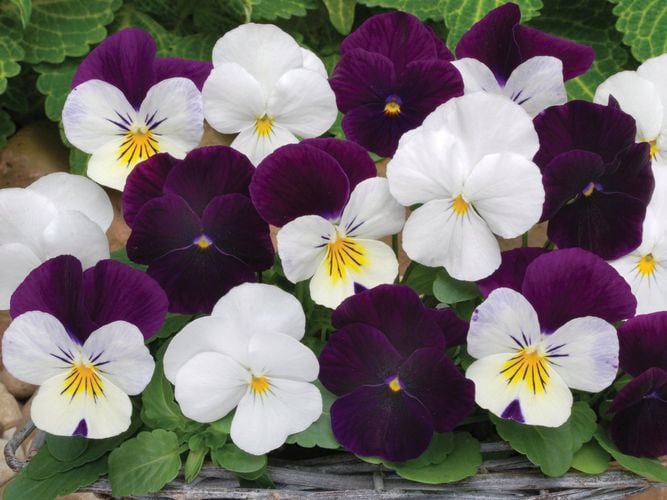 Plant Viola ‘Blackberry Cream’ for loads of petite, lightly fragrant flowers in shades of purple and white.