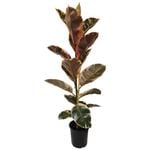 230mm Rubber Plant - Ficus elastica Ruby