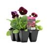 120mm Pansy Sangria - Viola x Wittrockiana