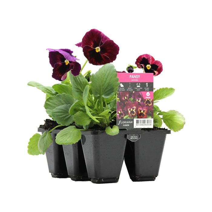 120mm Pansy Sangria - Viola x Wittrockiana