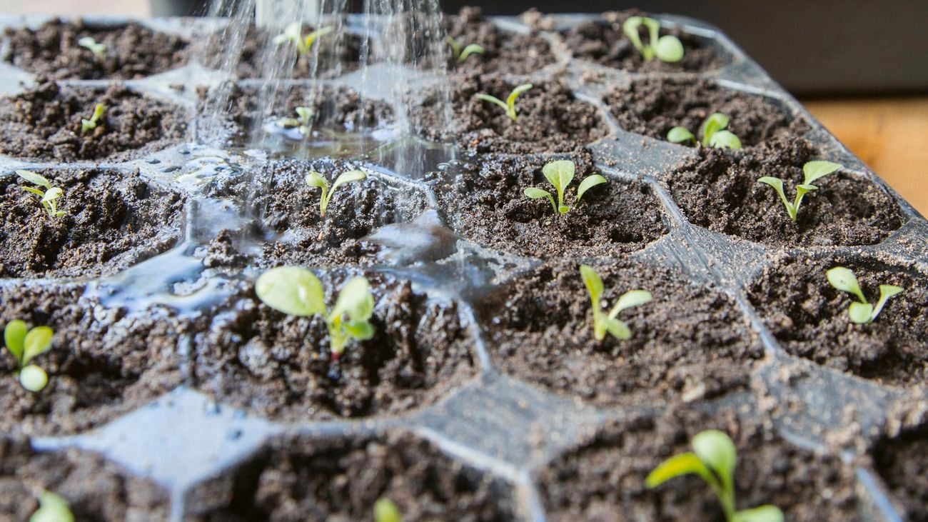 A person watering seedlings in a tray