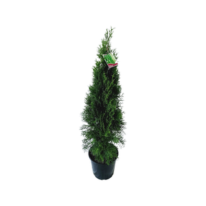 250mm Smaragd Conifer - Thuja occidentalis