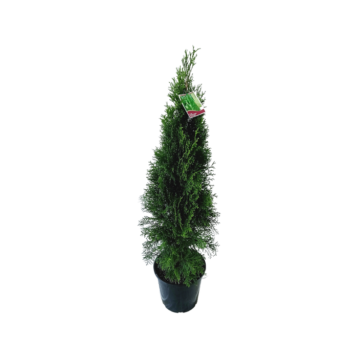 250mm Smaragd Conifer - Thuja occidentalis