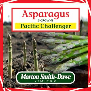 Morton Smith-Dawe 5 Crown Asparagus Pacific Challenger Seeds