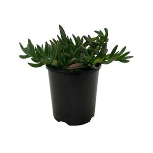140mm Pink Ice - Carpobrotus rossii