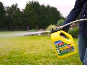 Person spraying Yates weed n feed on the lawn with a connected garden hose