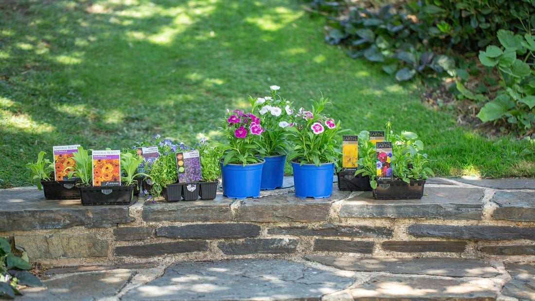 A variety of potted plants, some in flower, sitting on a stone wall in a garden