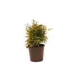 200mm Nandina - Nandina Gulf Stream