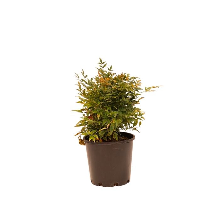 200mm Nandina - Nandina Gulf Stream