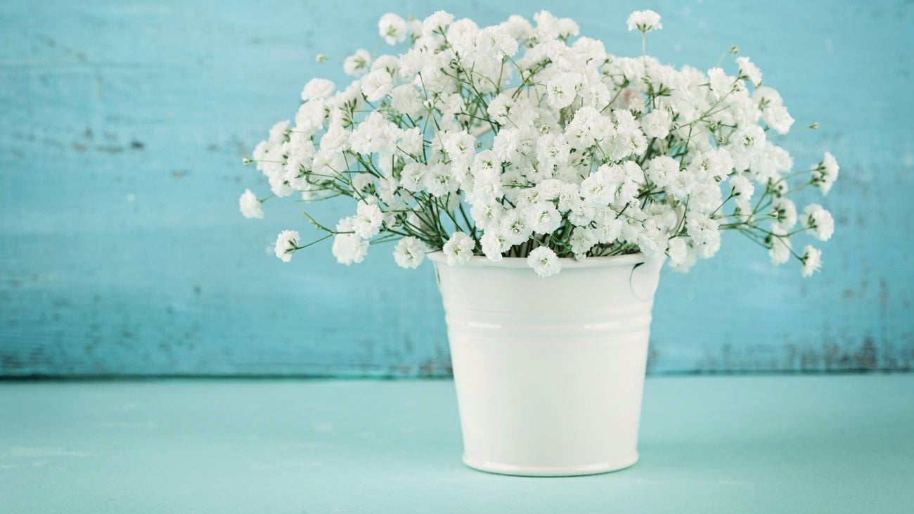 Close-up of white baby's breath flowers in a white pot