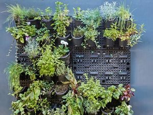 Vertical garden filled with plants against a dark grey concrete wall