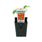 70mm Tomato Money Maker - Lycopersicum