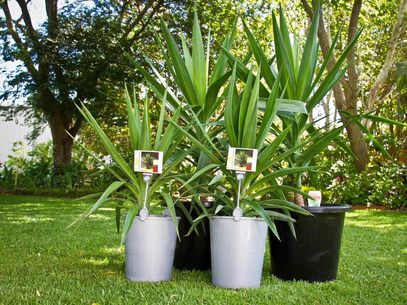 Yucca plant.
